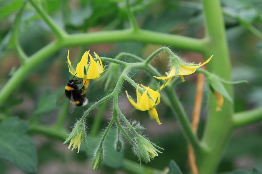 Tomatenblute mit Hummel LVG Hennhofer