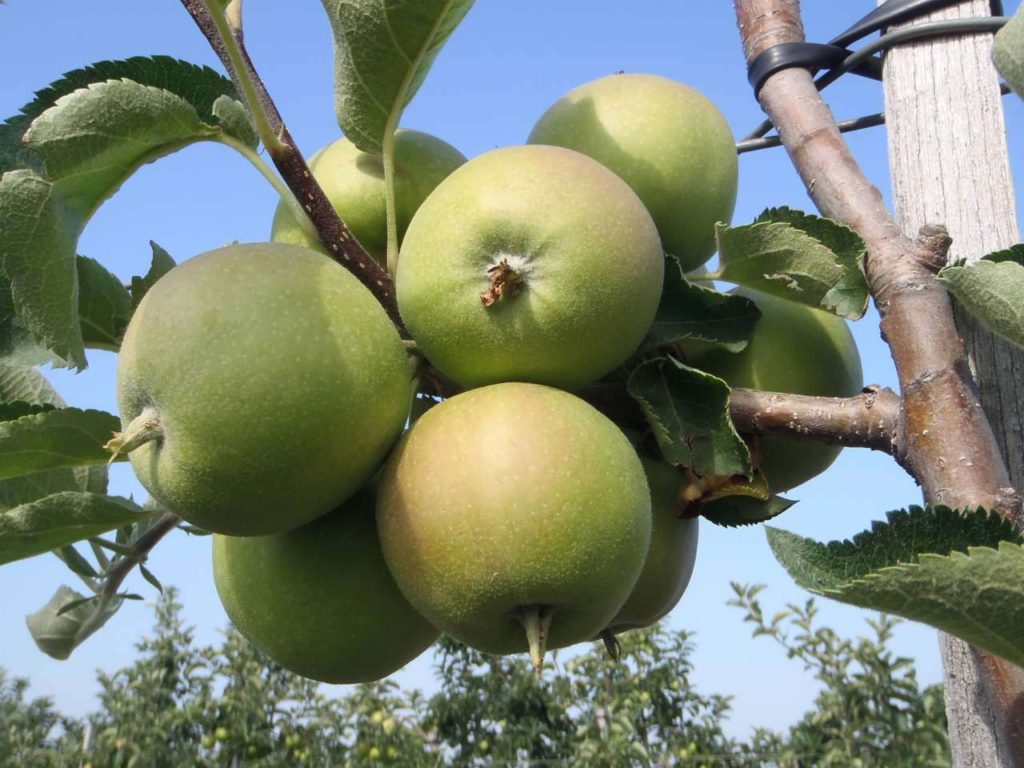 Obstbau
