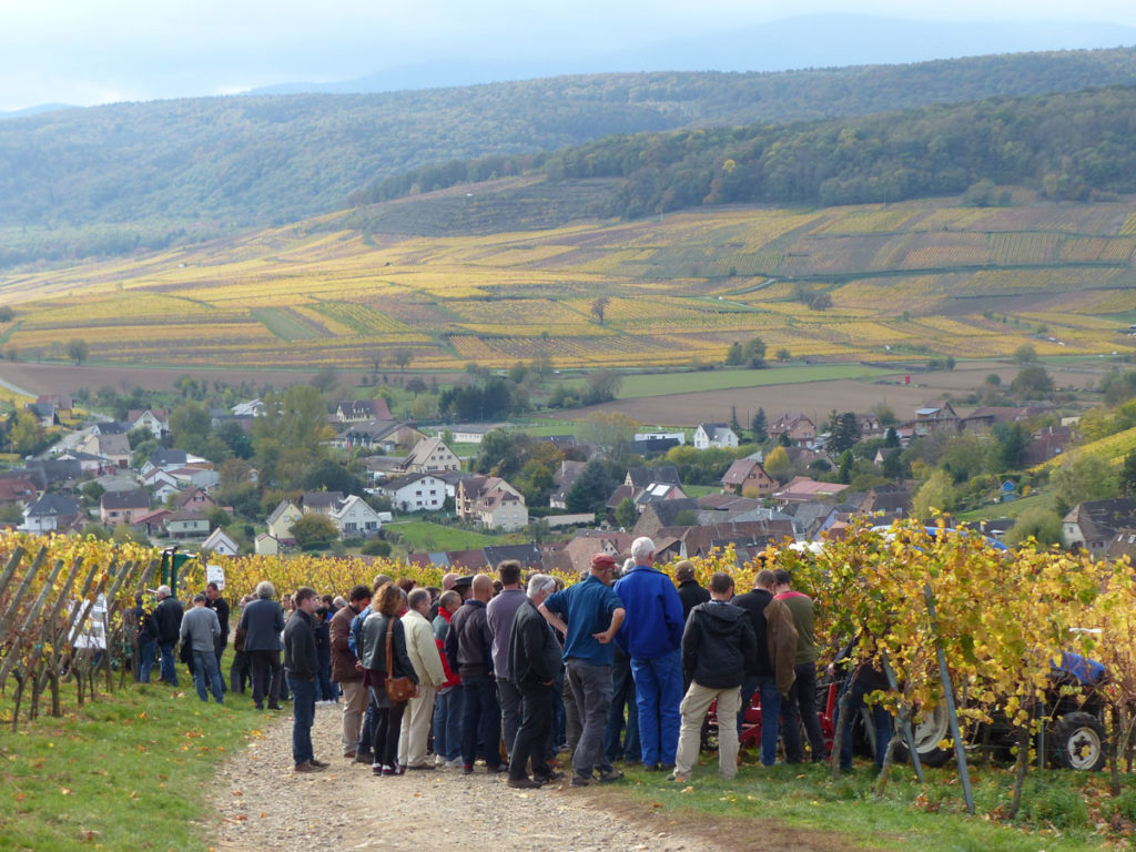 Les défenses naturelles plus élevées pour les vignes en biodynamie
