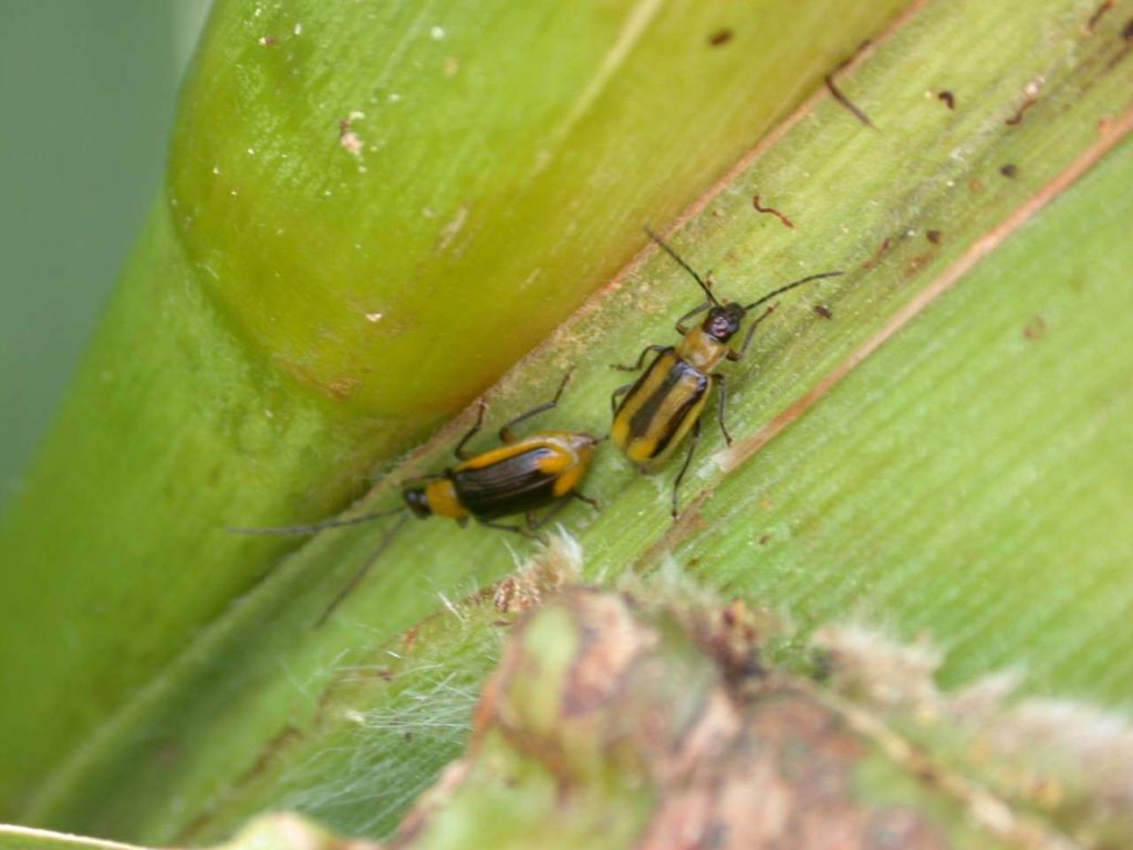 Biologische Bekämpfung des Maiswurzelbohrers