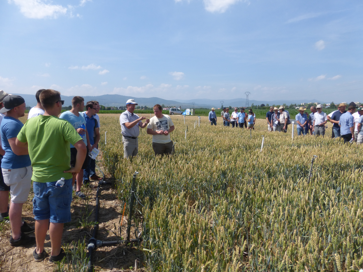 Visite essai brumisation fusariose