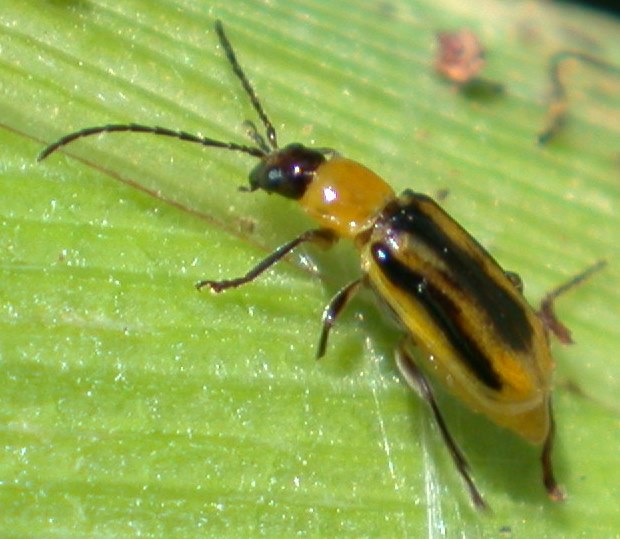 Chrysomèle femelle