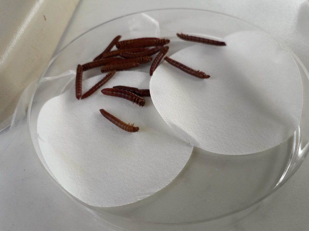 Un nématode efficace