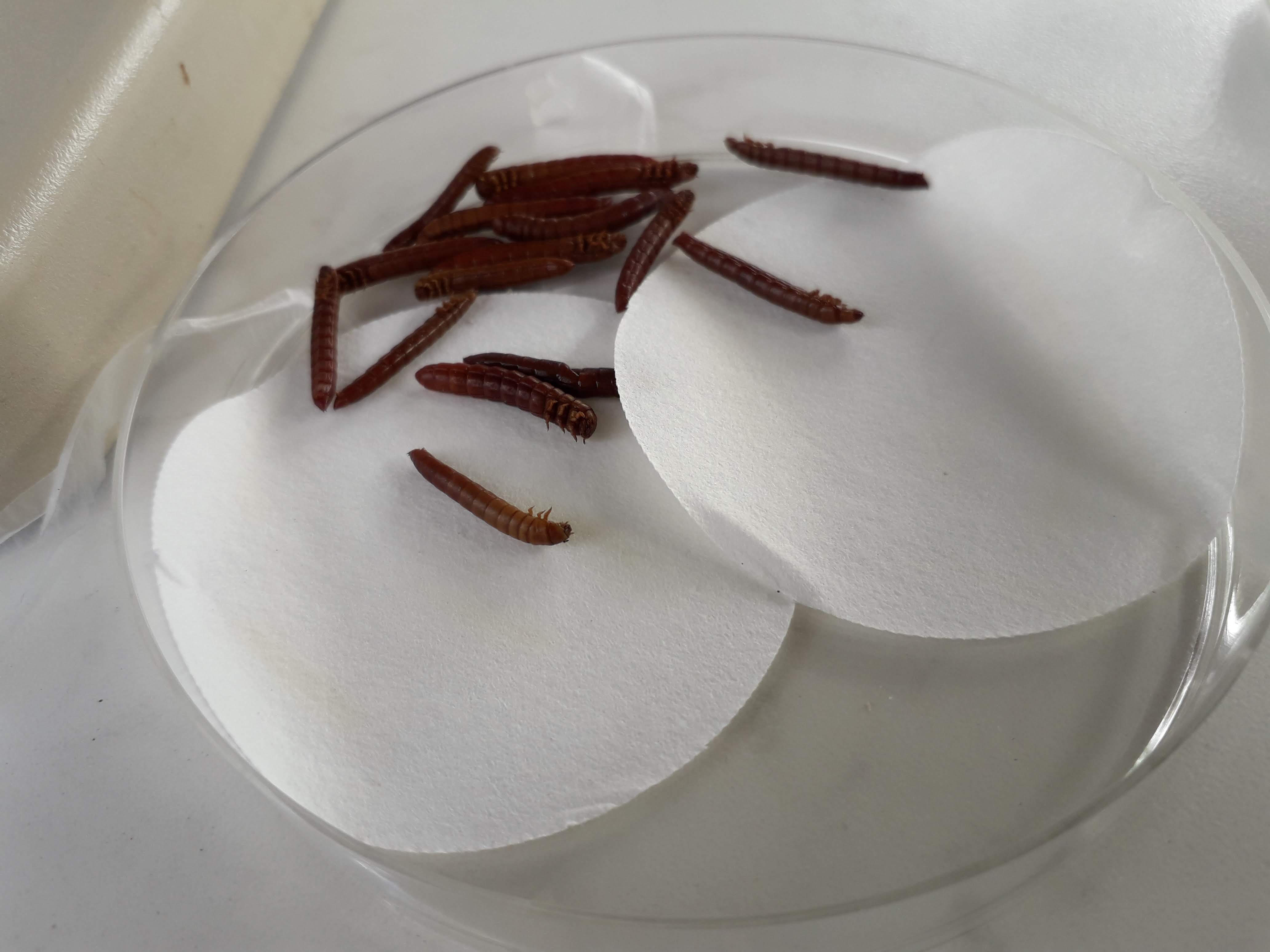 Lutte biologique nématodes