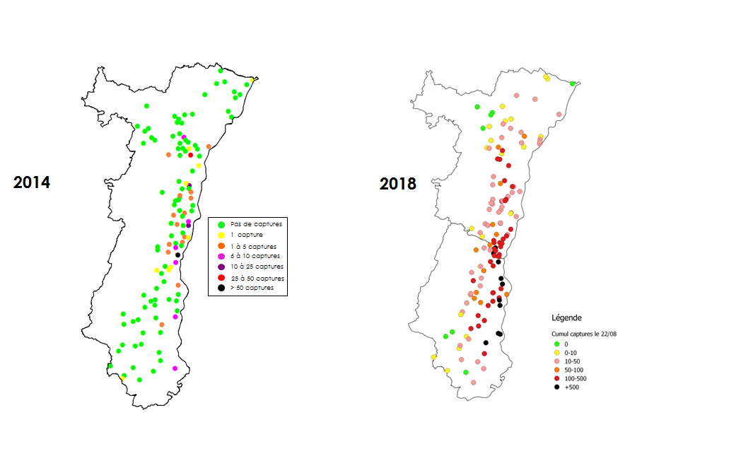 évolution chrysomèle alsace 2014 2018