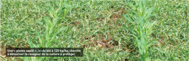 Plante appât e1559813840326