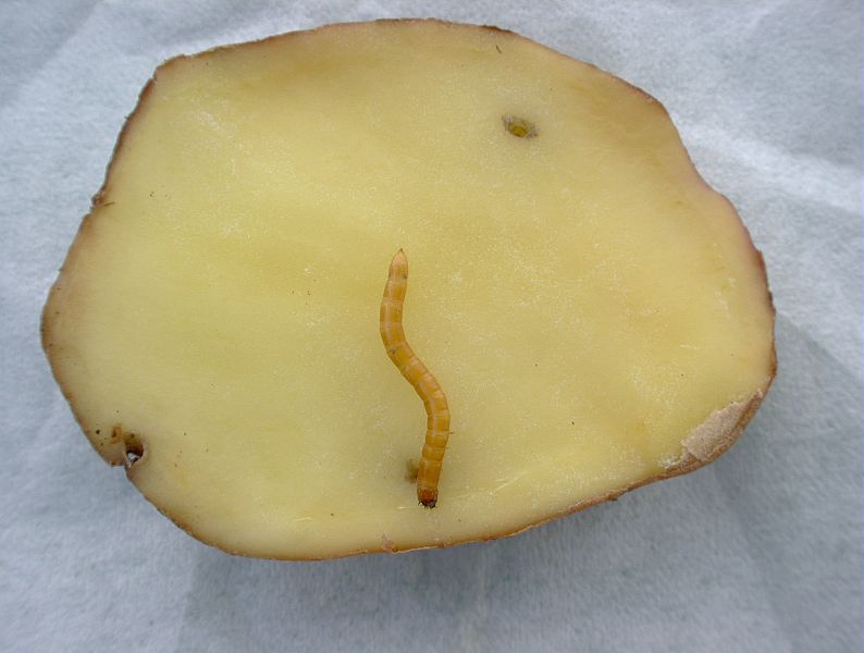 Taupin pomme terre