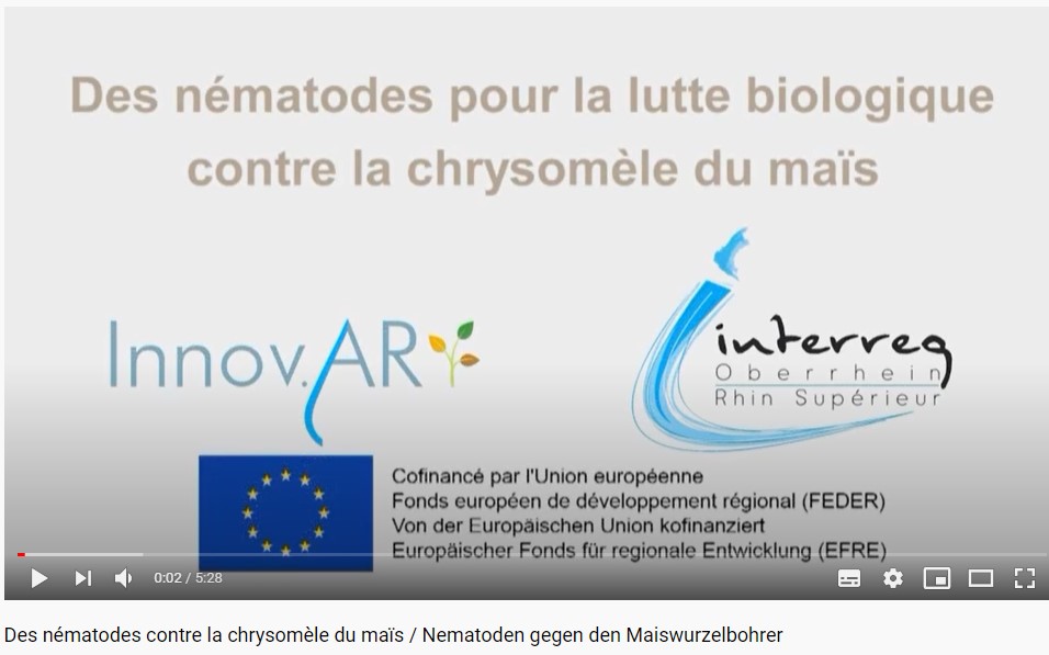 video chryso