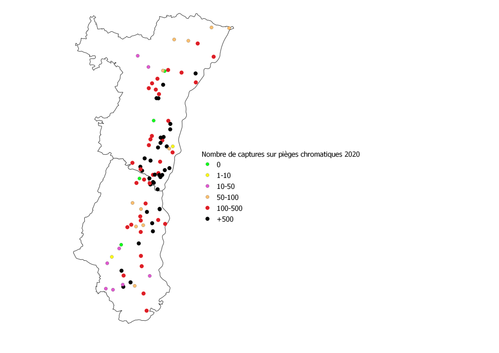 carte chrysomele D