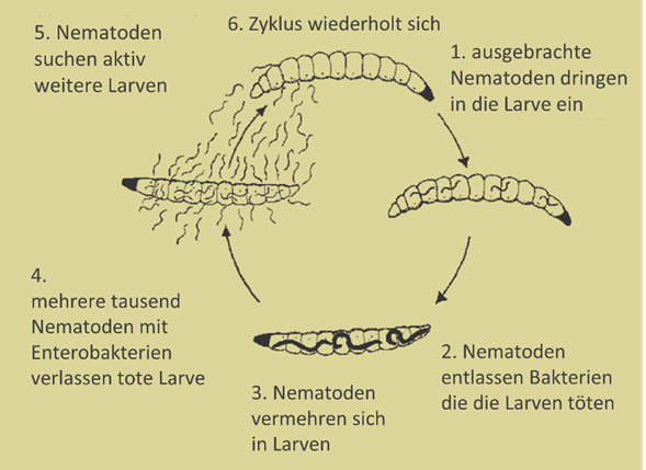 chrysomele cycle D