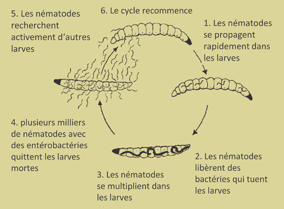 chrysomele cycle