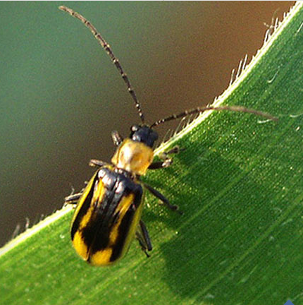 chrysomele enema