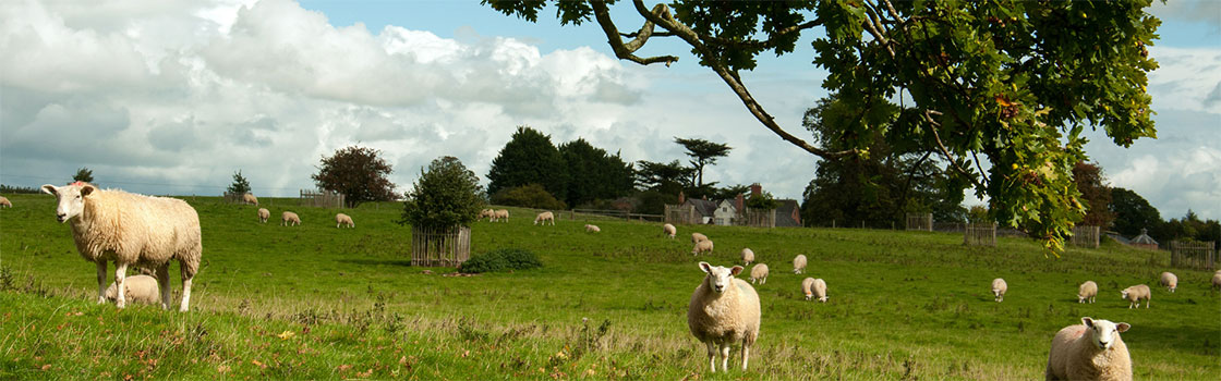 Agroforesterie