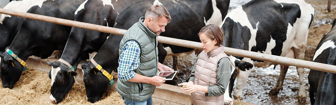 bandeau-carbone-2 Vaches dans une étable