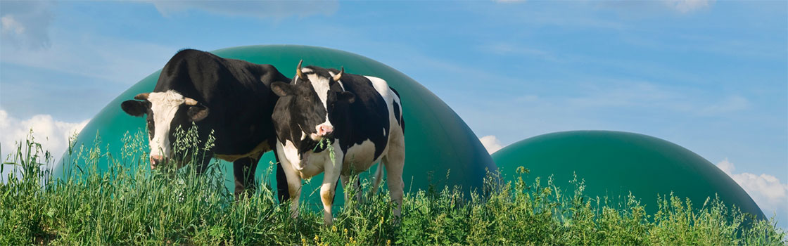 Vache et méthanisation