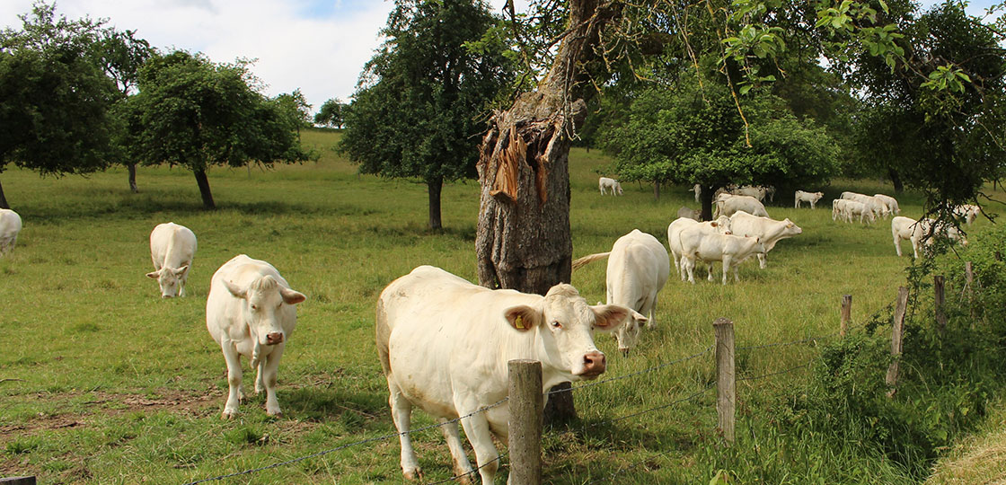 Vaches dans un pré