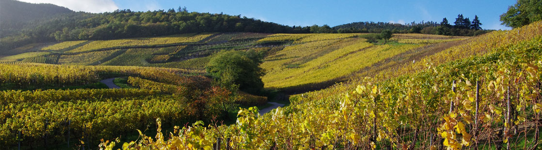 Vignoble