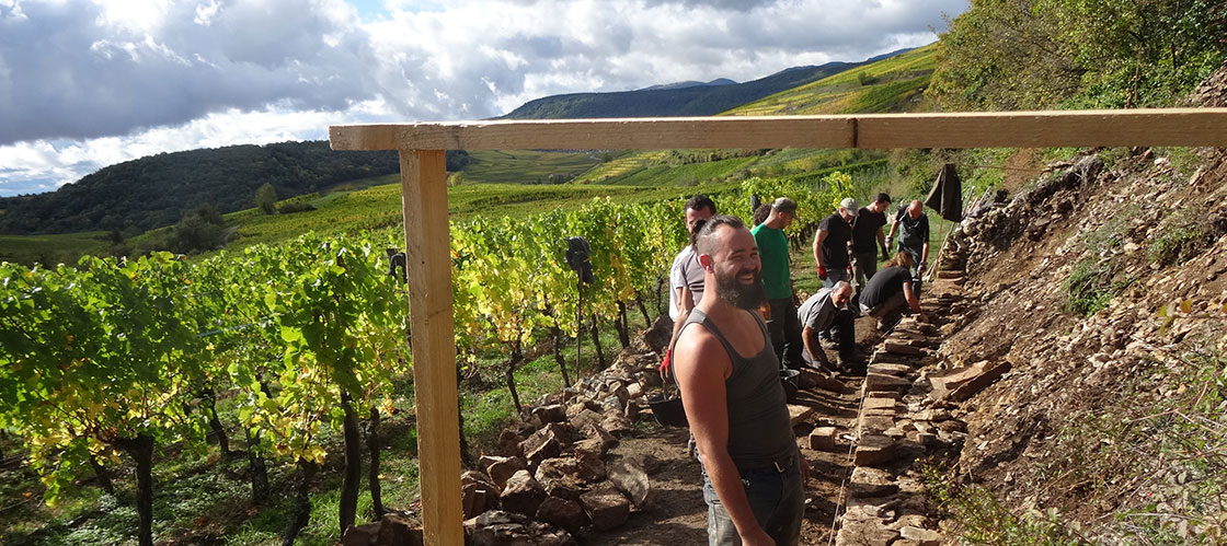 Vignoble en action