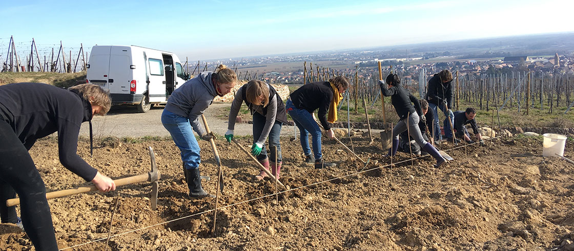 Vignoble action