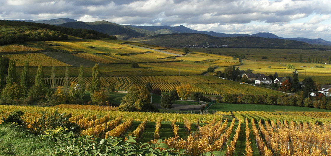 Vignoble à Sigolsheim