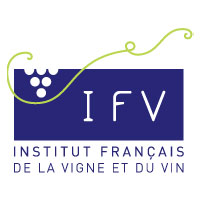 Logo ifv
