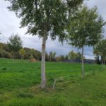 Sissach (6)
