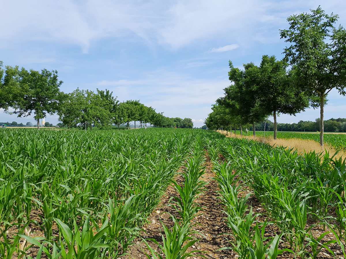 Photo 4 Parcelle d'agroforesterie en Alsace
