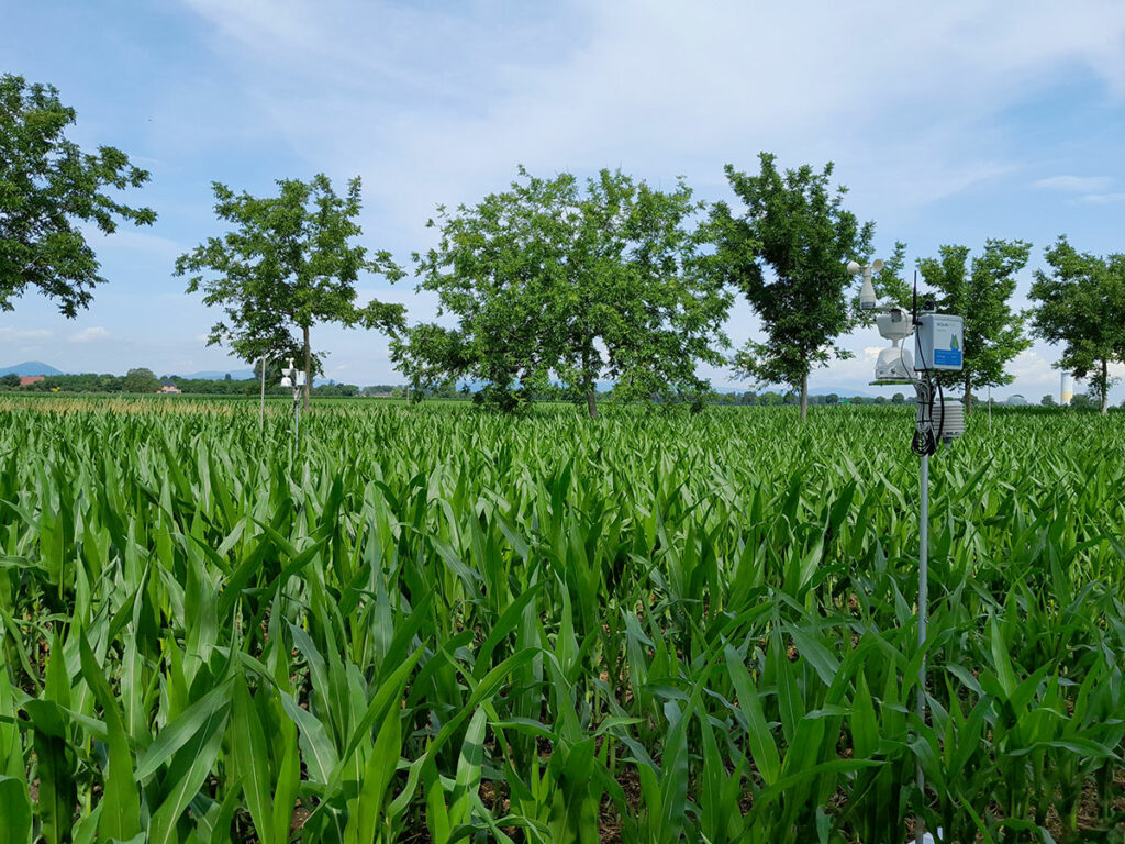 Photo 5 Station meteo dans parcelle agroforesterie