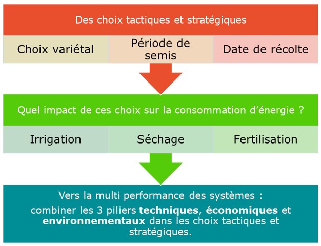 variete-de-mais-1 Choix stratégiques en maïs : quelles pistes pour ajuster l’itinéraire technique et réduire l’empreinte carbone