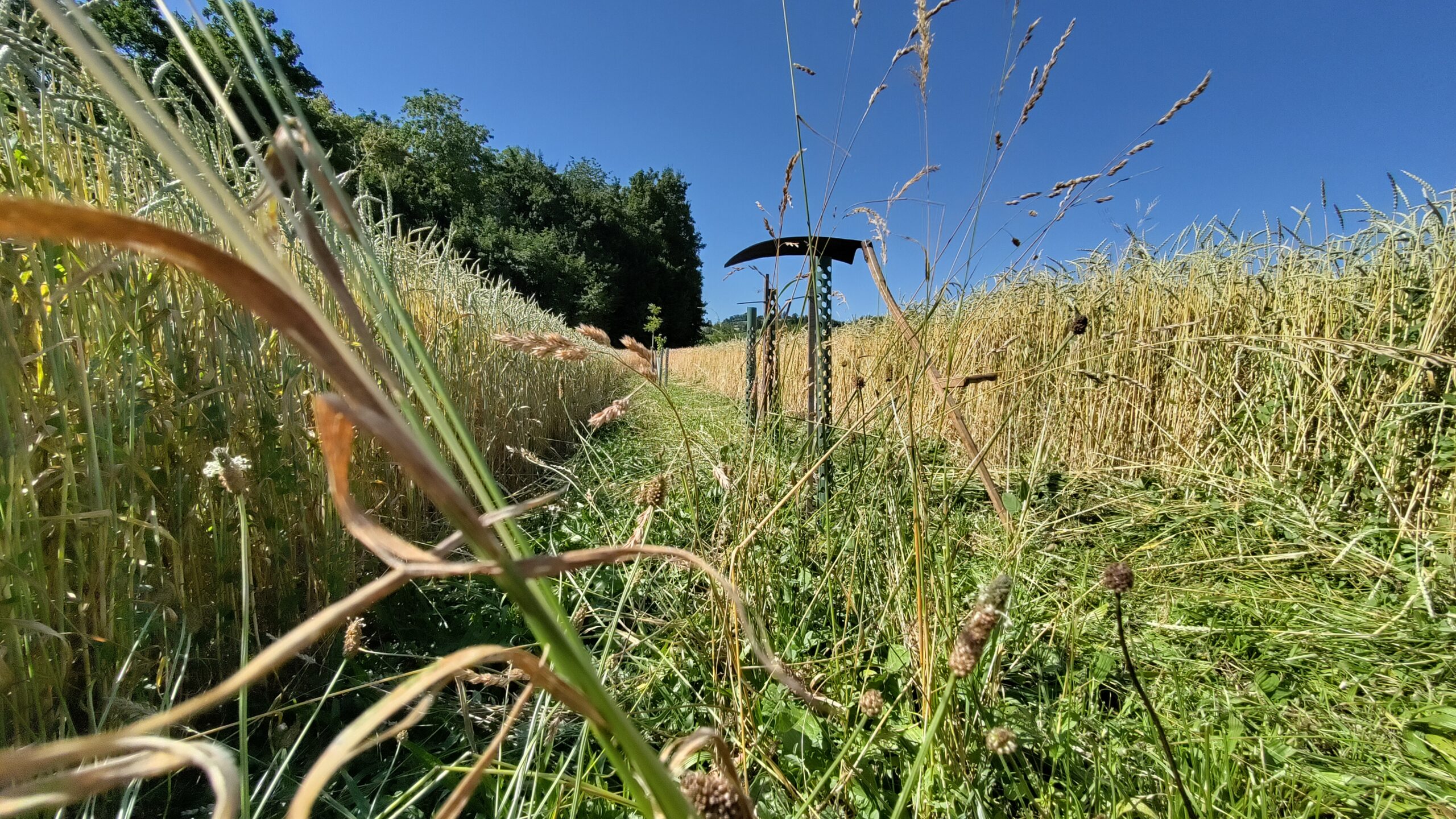 Photo5 Mesures d'entretien  Tente de la bande d'arbre dans un champ d'epautre